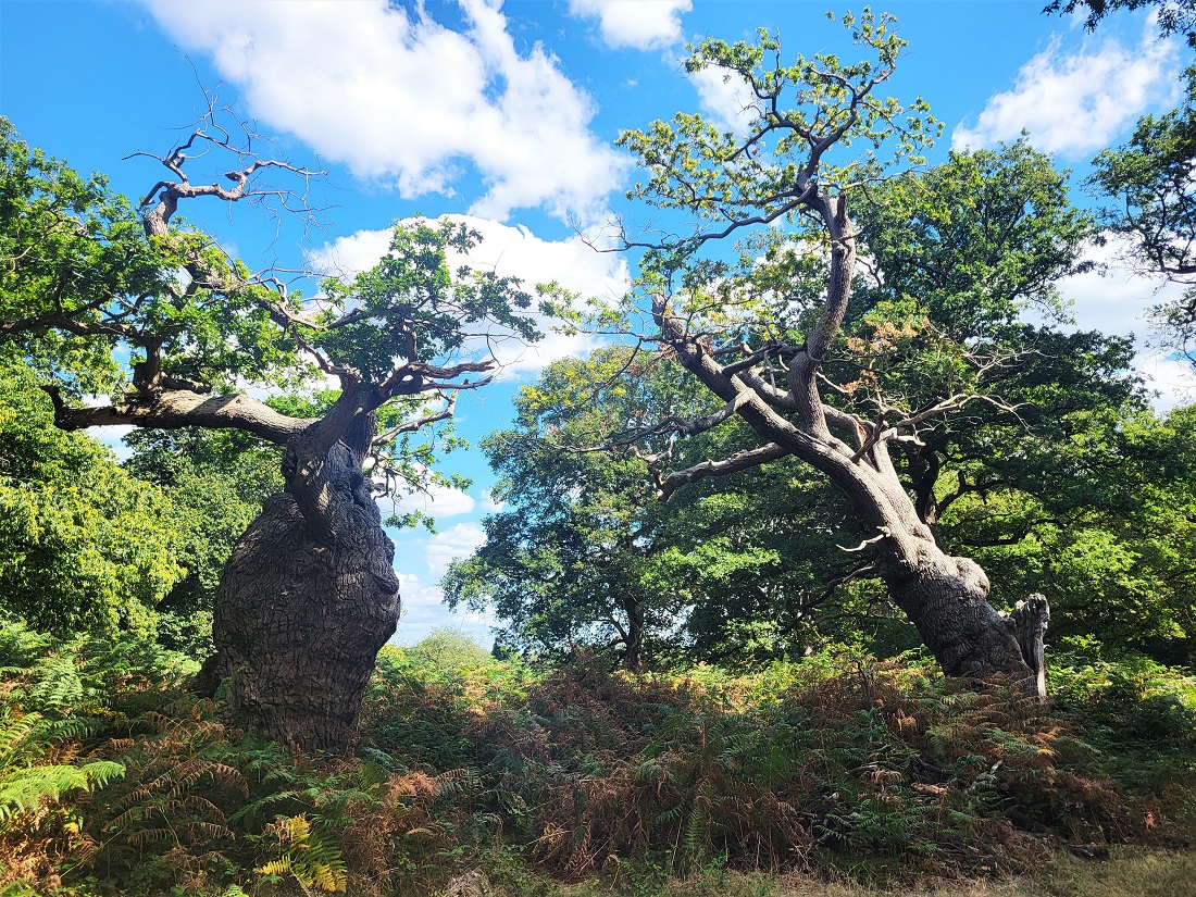 Queen Elizabeth Plantation in Richmond Park