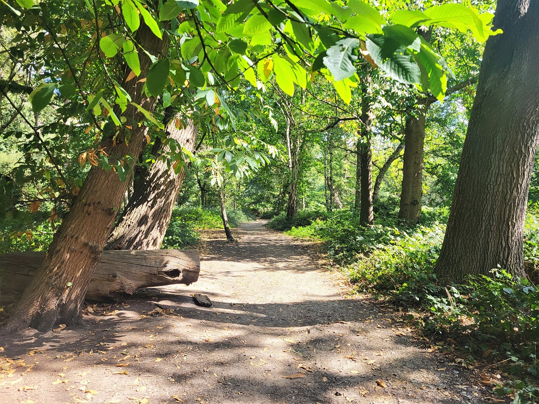 Sidmouth Wood at Richmond Park